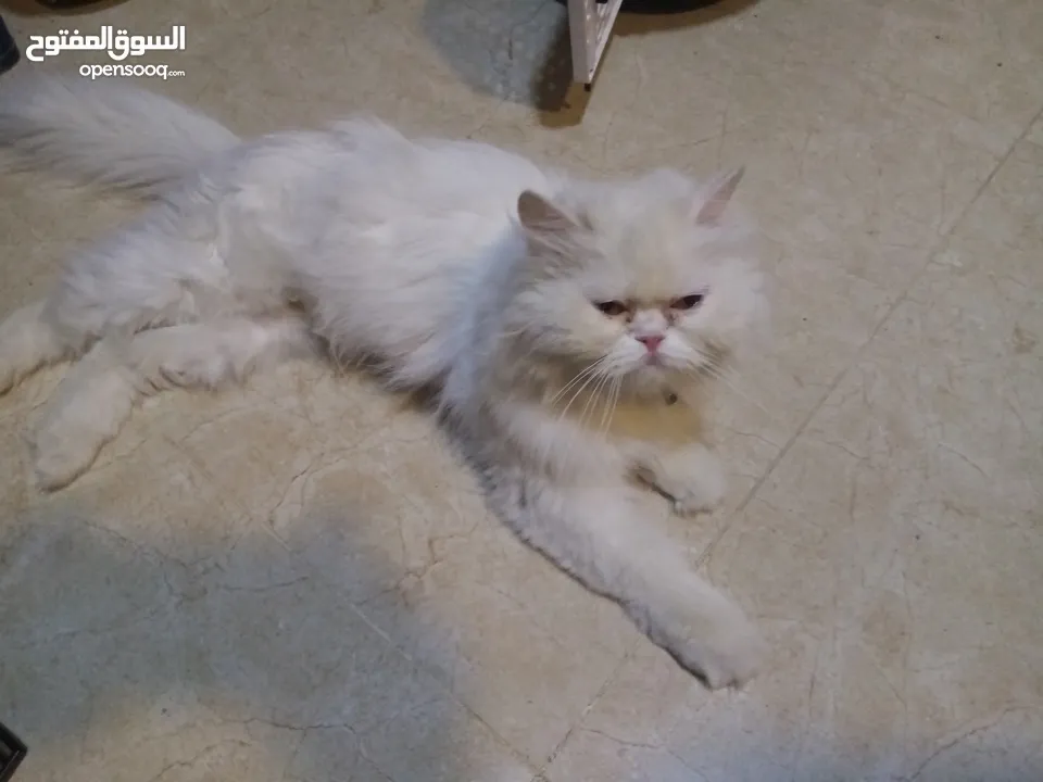 قطط للتبني ام وابنها بحاله ممتازه