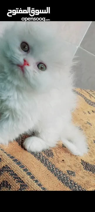 Scottish fold long hair 48 day