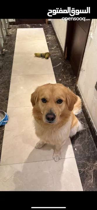 Golden Retriever (3.5 Years Old)