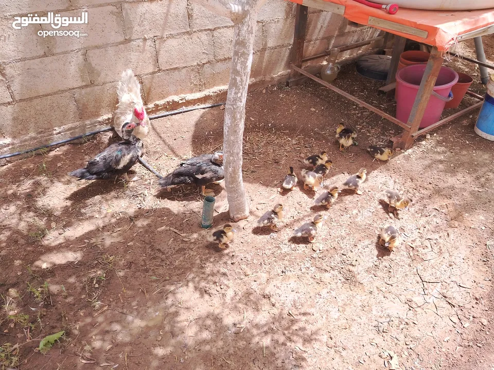 بط بلدي شغال ومكفول