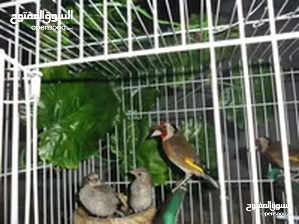 جوز حسون منتج مستوى اول باذن الله تعالى صحه ونضافه جوز بصلاه على نبي حبات رسم مرسومه متوفر صور إنتاج