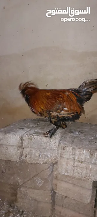 ديك زينه نوع فرنسي (هاودن) للبيع بسعر مغري الديك الأسود شرس