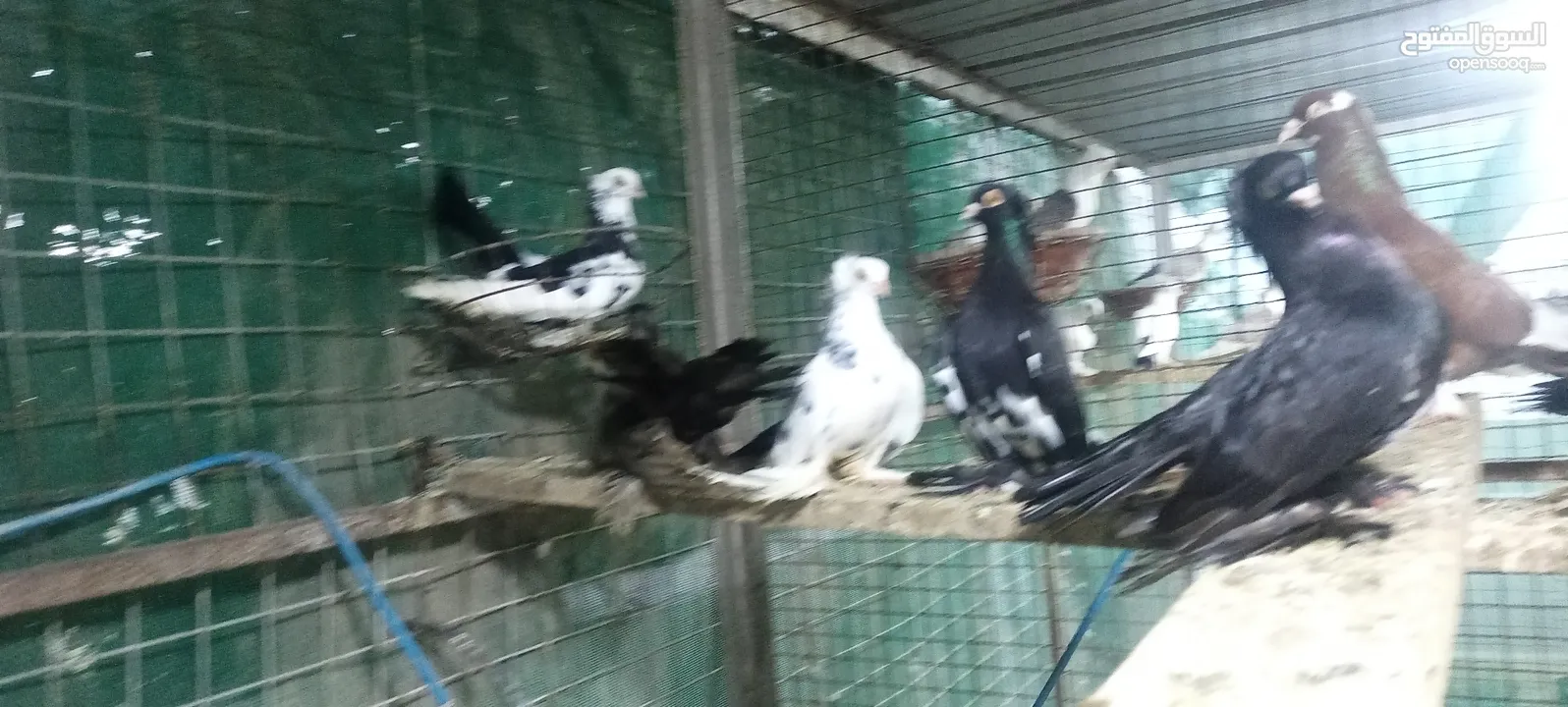 للبيع حمام السيح +صفارد عمانيه+ للبيع طيور الكزنجو الوان مختلفه