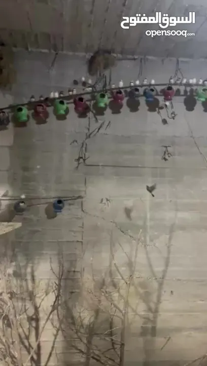 يوجد لدي مزرعة طائر فنك(زيبرا) للبيع مزرعه كامله 300جوز....جوز ع