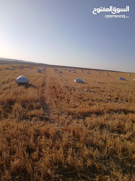 تبن قمح للبيع عترابو