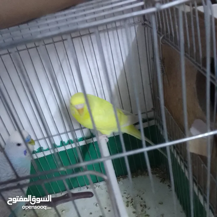 التواصل عبر الوتس اب عصافير حب وكوكتيل حجم جامبو كبير مفتلات والبينه وعادي