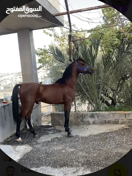 خيل عربي آصيل