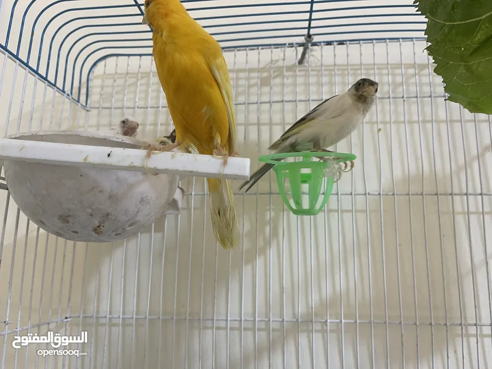 كنار للبيع جوز مع فراخ عدد 2 تب نظافة