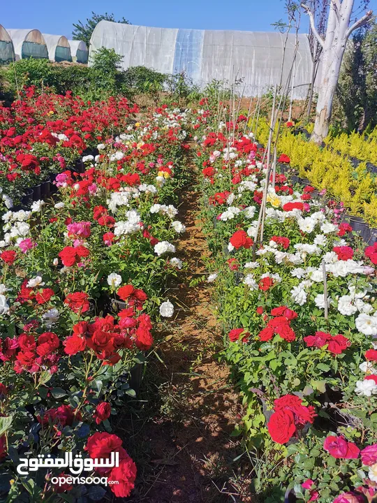 جميع أنواع الأشجار ( أشجار زينة - أشجار مثمرة )