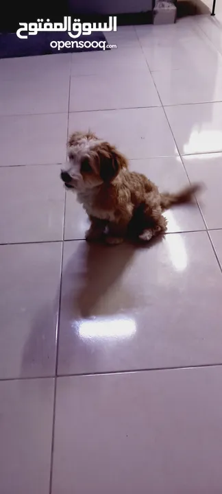 (send me whatsup)Male /Mini malltipoo/5 months old