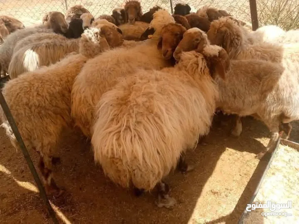 نبدأ بصلاة عل رسول الله  عرووووض   -عرووووض-عروووض  بمناسبة عيد الاضحى المبارك