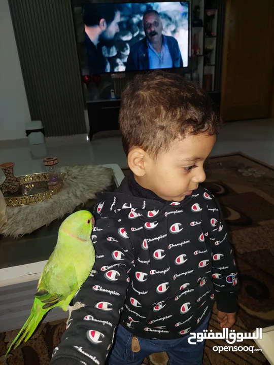 ببغاء درارة هندي ذكر اسمو كوكو عمر سنتين مطوق اليف جدا ما بعض نهائي لعوب بحب الاطفال