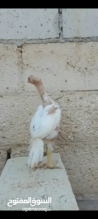 صيصان وديوك باكستاني