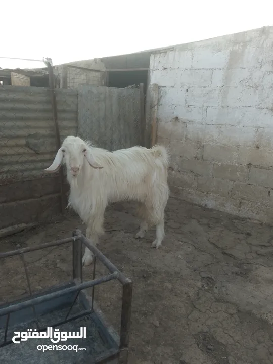 تيس ابيض حليب ......