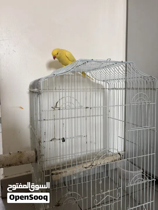 للبيع بغبغاء اصفر يتكلم أشياء بسيط مع قفص وقاعده و مبردين لالاضافر