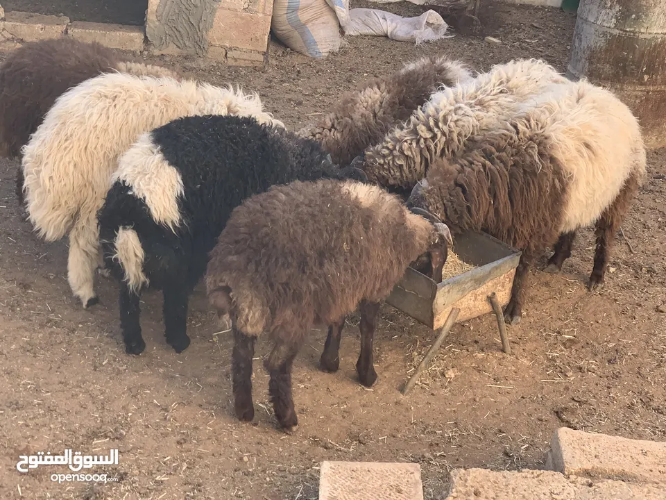 خراف بلدي اضاحي للبيع تربية منازل