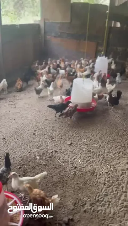 السلام عليكم للبيع دجاج