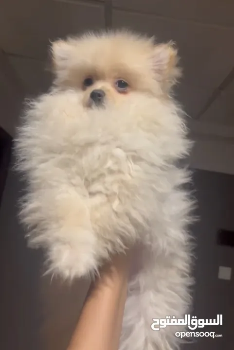 Pomeranian mini