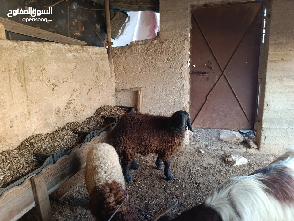 عبر قراقير على الاول نخب صقري حر تحدي