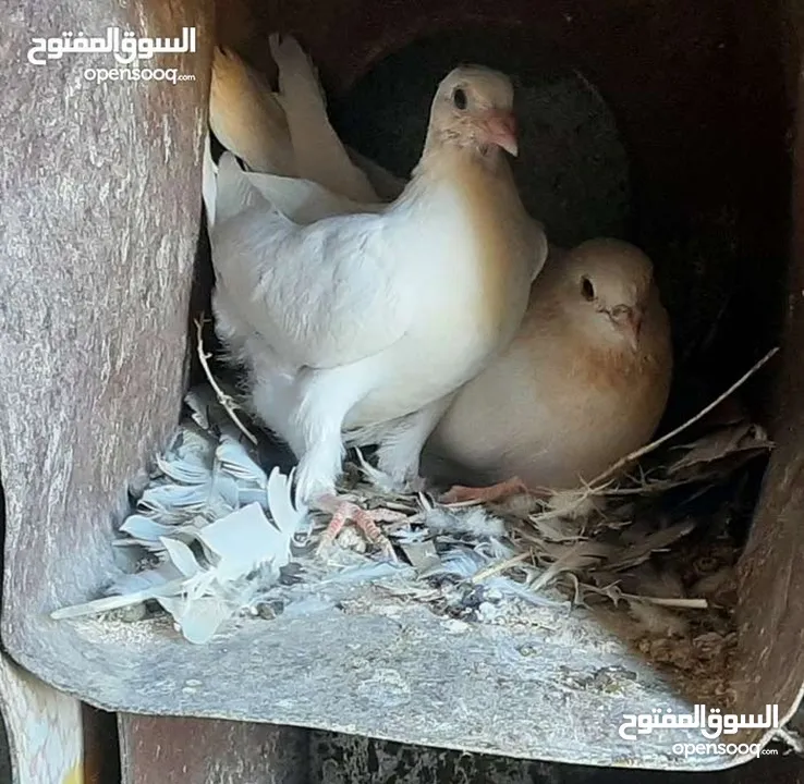 زغاليل لبيع حجم كبير طازج