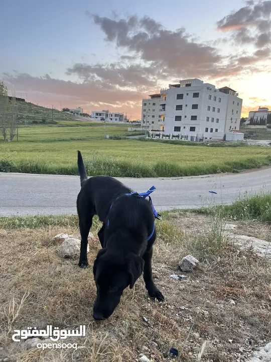 كلب black labrador retriever لابرادور اسود