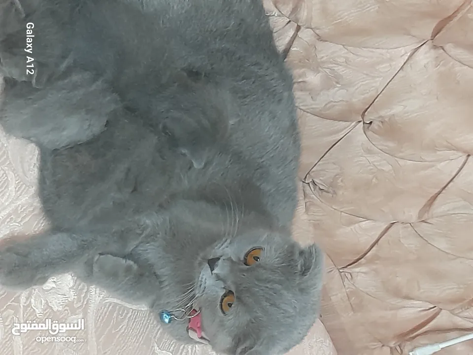 قطط سكواتش فولد  الام والاب  نفس الفصيله الاذن  قصيره   لس لم يتم الفطام البيع الام  والاولاد