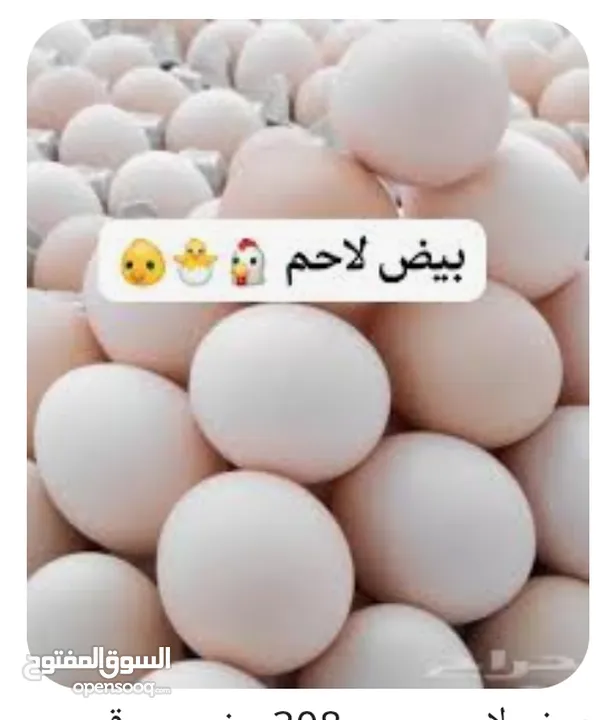 صوص لاحم العمايره اعلاف لاحم للصوص والدجاج  وبياض واعلاف محلات بيع الدجاج واعلاف مركز للدواجن