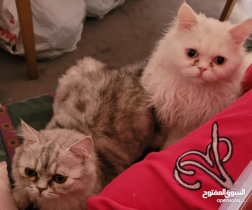 قطط شانشبلا للبيع