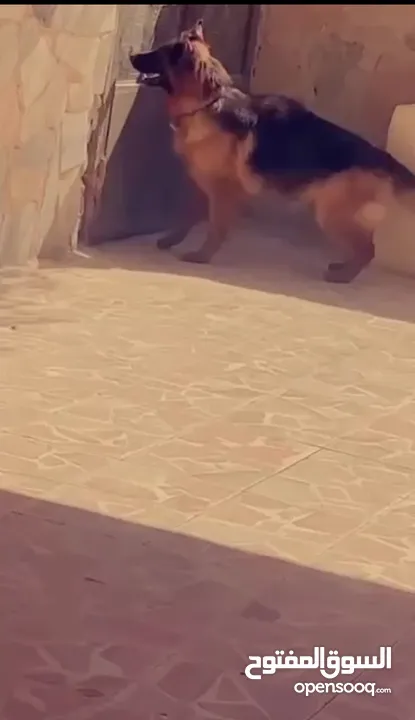 جيرمن شيبرد german shepherd