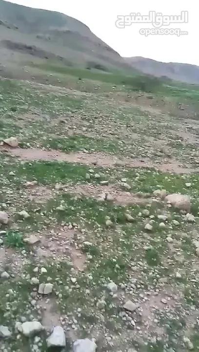ارض زراعيه للبيع