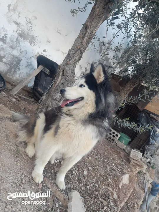 انثى هاسكى للبيع