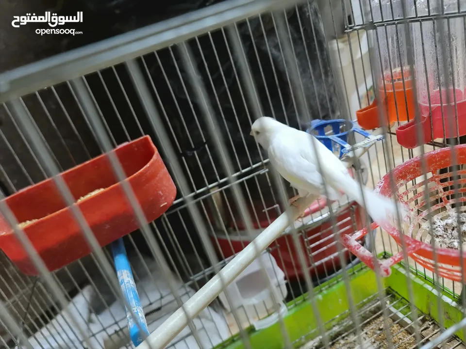 فحل كوكيتل محجل & فحل كنار شغالات 100% للبدل على درة او جرين شيك اليف