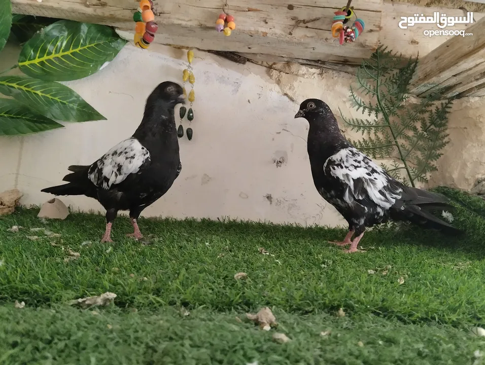 مخلفين مزهورات بفكو كتف بلاطة وفحل عمرى وبوز طيور حمام اربد