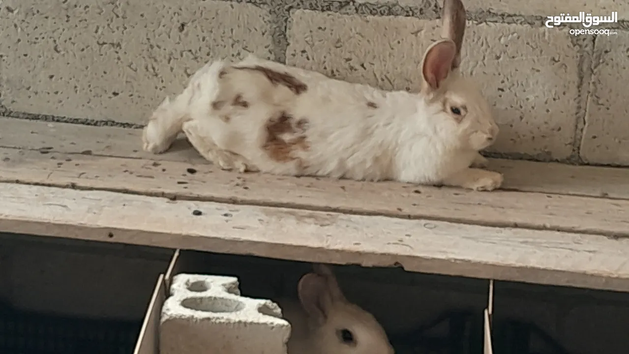 طقم ارانب كل طقم ثلاث اناثي وذكر/ارانب مهجنه بابيون على بلدي على فرنسي