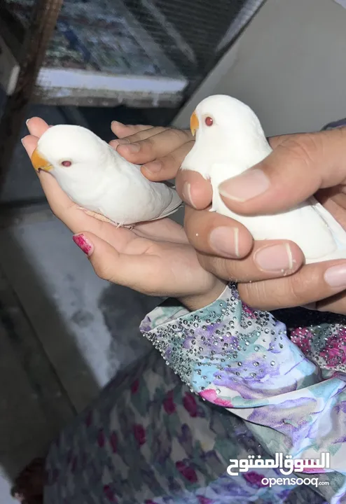 Love birds albino check فروح روز البينو عيونة حمراء