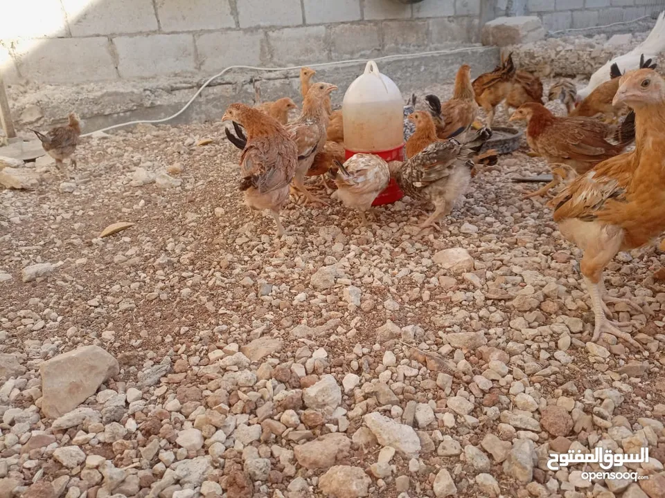 صوص بلدي للبيع