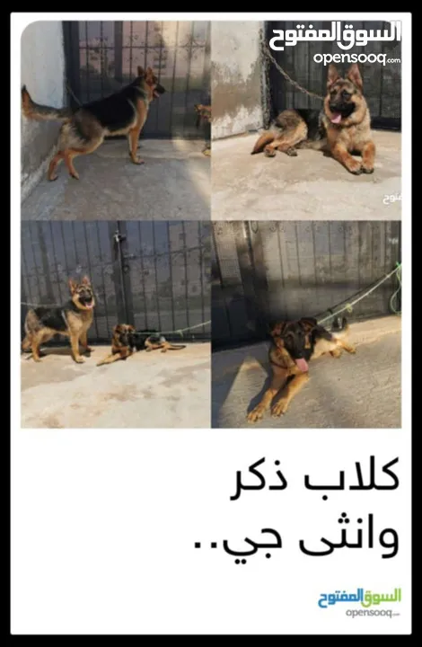 كلاب جيرمان للبيع