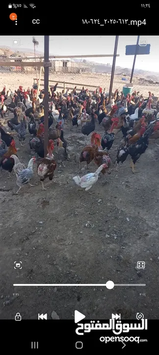 دجاج بلدي 450