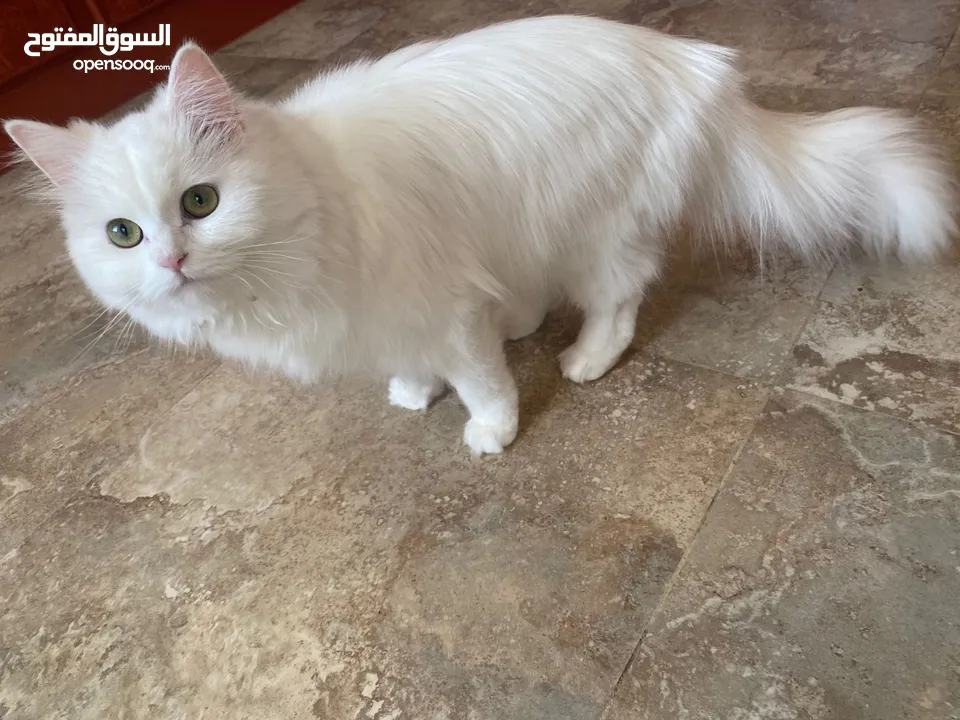 قطة للبيع: نوعها تركش Turkish Angora