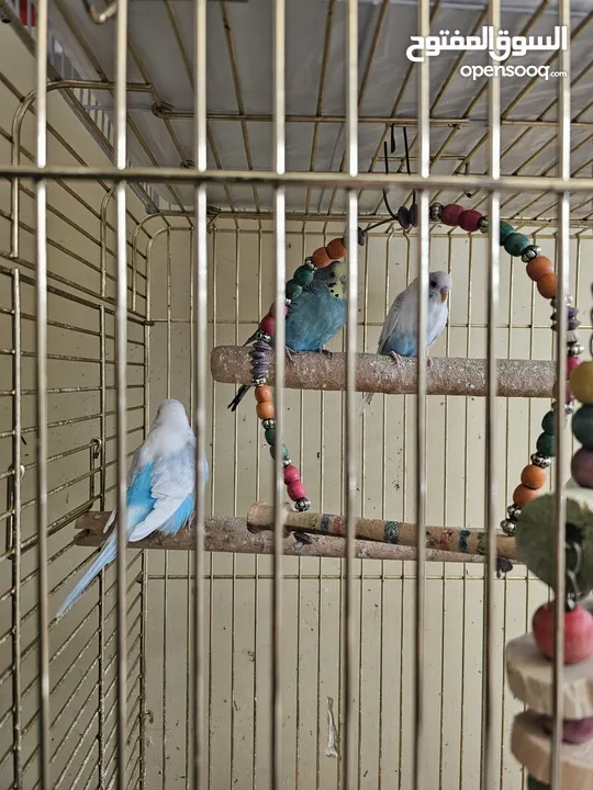 Budgerigar parakeets ( Budgie)