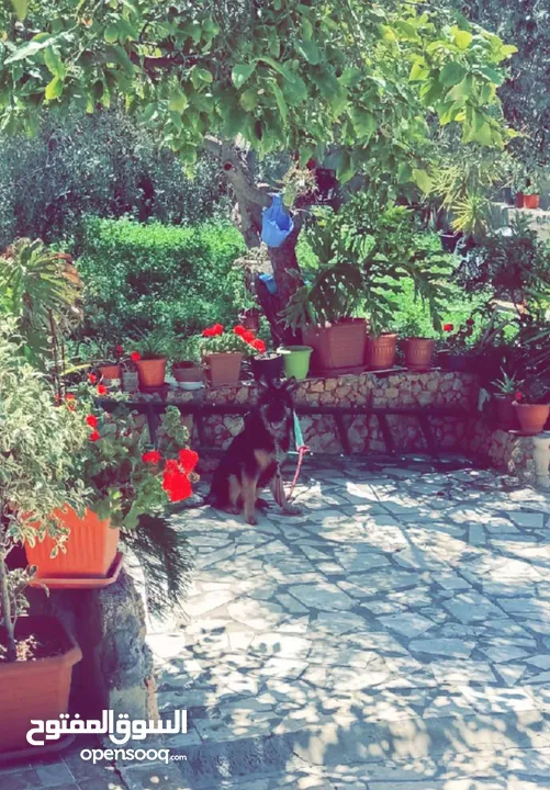 جيرمن شيبرد لونج هير عضم عريض