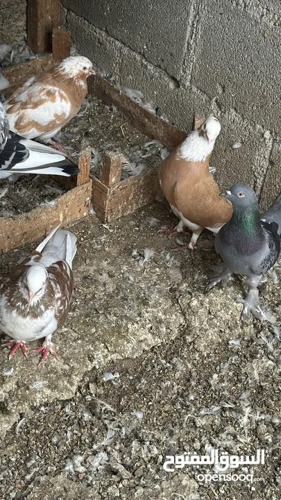 All Pigeons for sale جميع الطيور للبيع