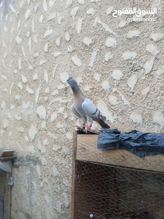 مهره عمر سنتين للبيع لون وشكل