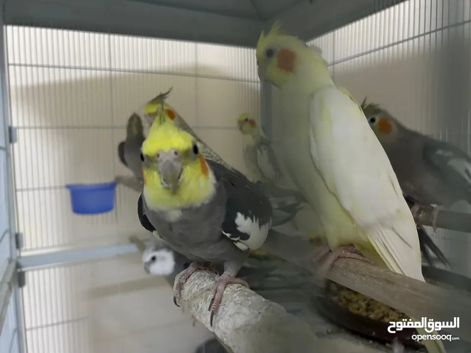 Birds for sale(Cockatiel)