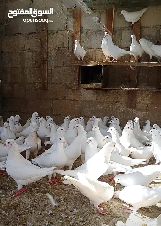 حمام فرنسي اصلي السلاله اكبر حجم منتج  الجوز