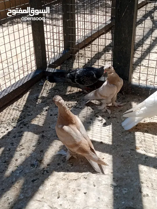 فراخ حمام البيع