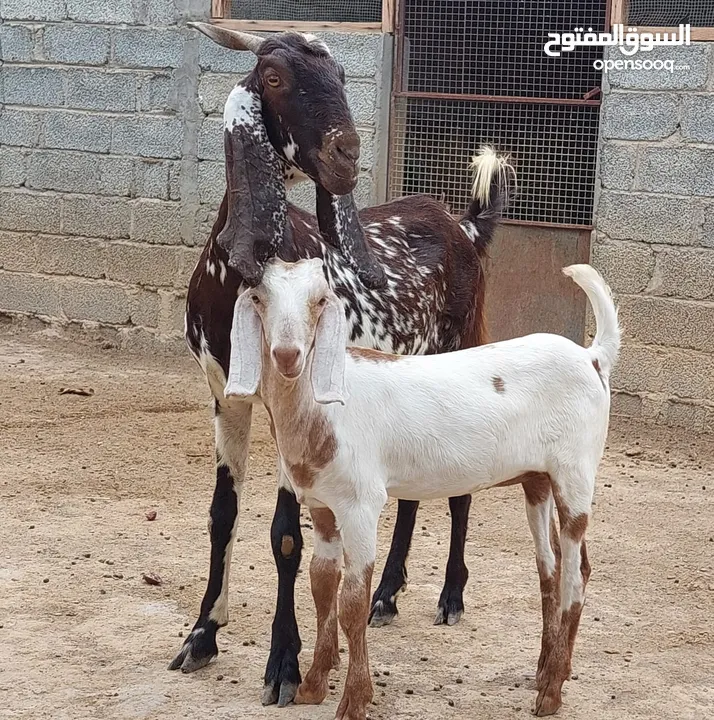 شاة باكستانية مع بنتها بصحة جيدة للبيع