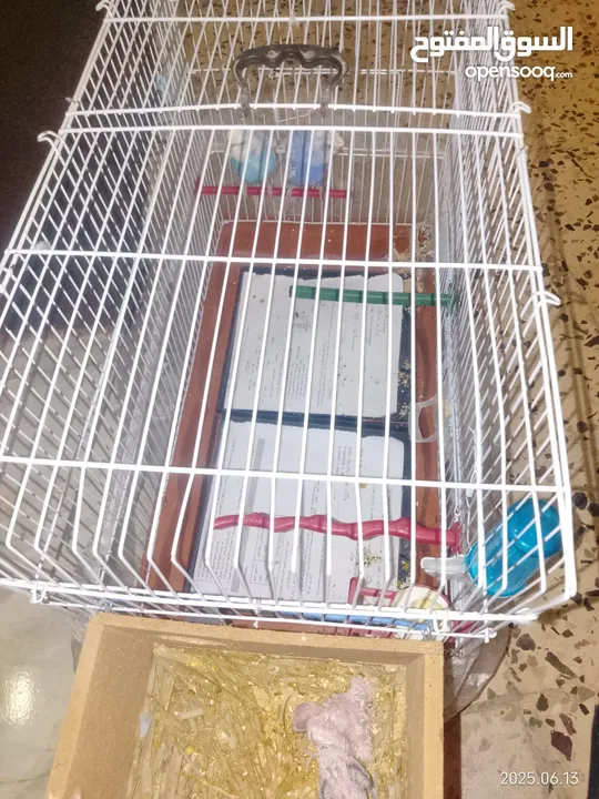 طيور للبيع