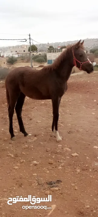 للبيع فرس العمر سبعة ونص ثمانية سنوات وسط خيل عماله مثل الساعه ساغ سلم من جميعه عشار شهرين من حصان و