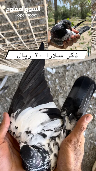طيور باكستانيه